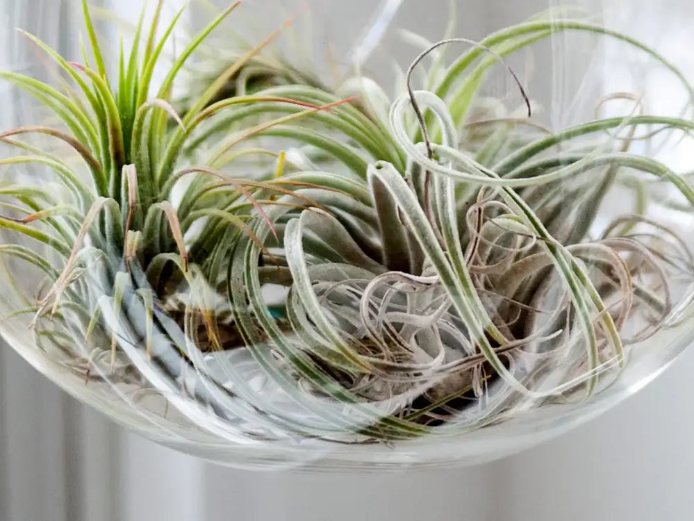 Caring for your Air Plant