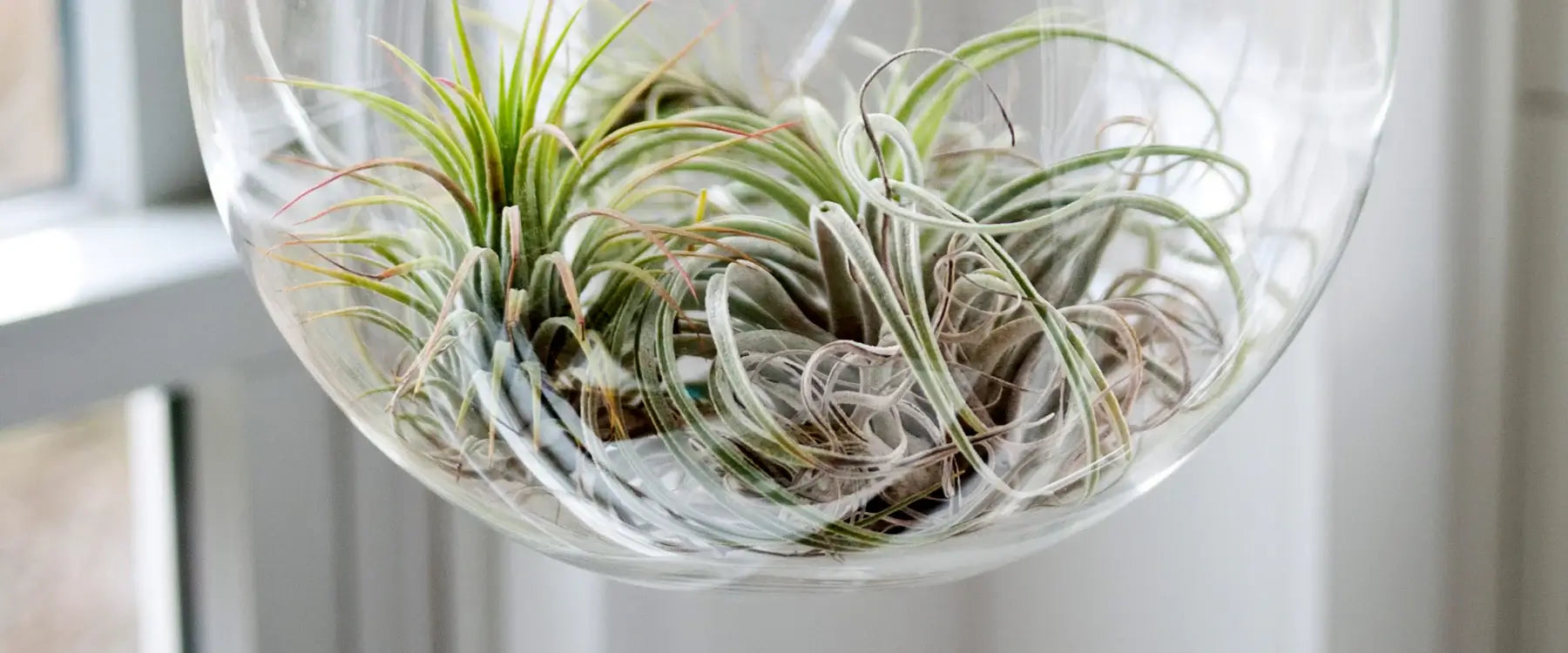 Caring for your Air Plant