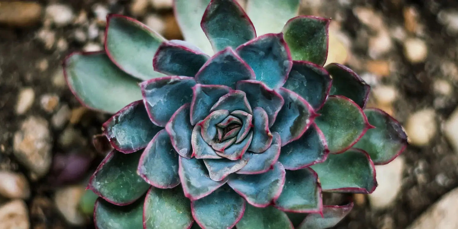 How to Water your Succulent