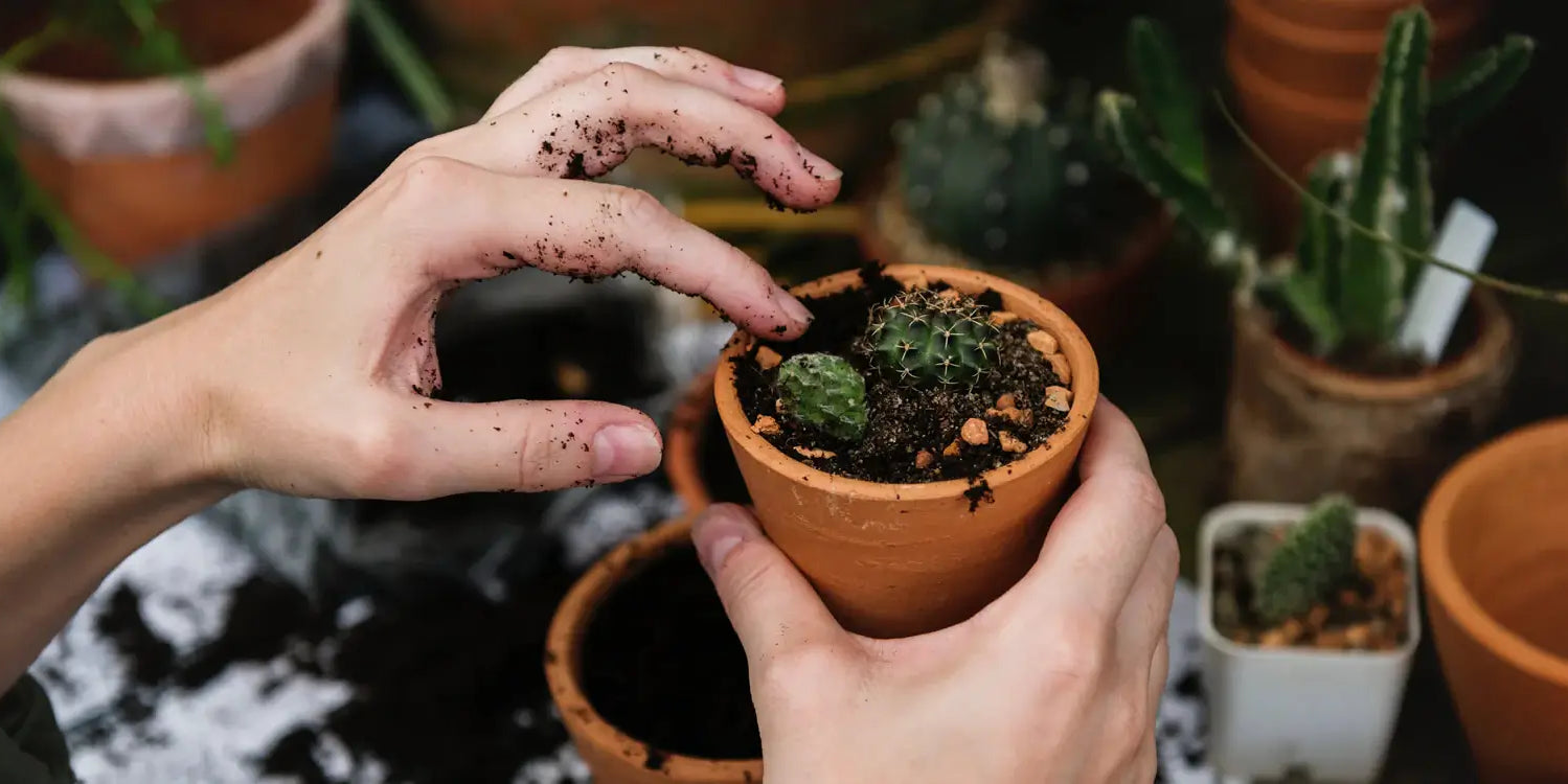 Maintaining your Terrarium