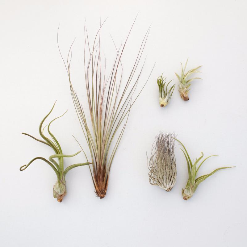 Assorted Air Plants