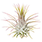 Bespoke home garden theme air plant 4