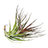 Bespoke home garden theme air plant 5