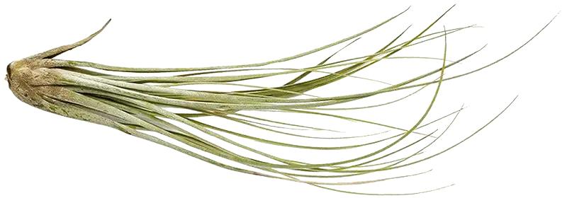 Bespoke home garden theme air plant