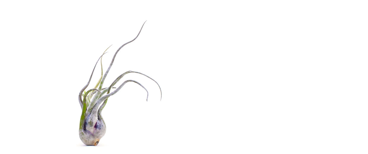 Bespoke home garden theme before after 2