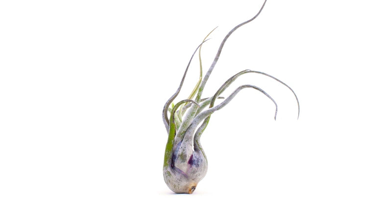 Bespoke home garden theme before after mobile 2