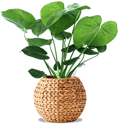 Bespoke home garden theme monstera sale 240