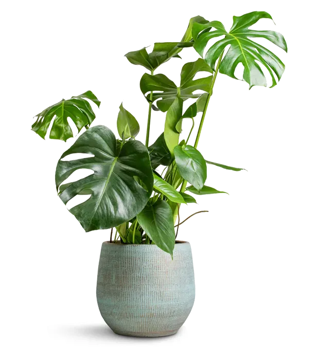 Bespoke home garden theme product planters