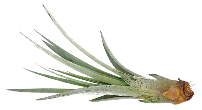 Bespoke home garden theme terrariums mobile 1