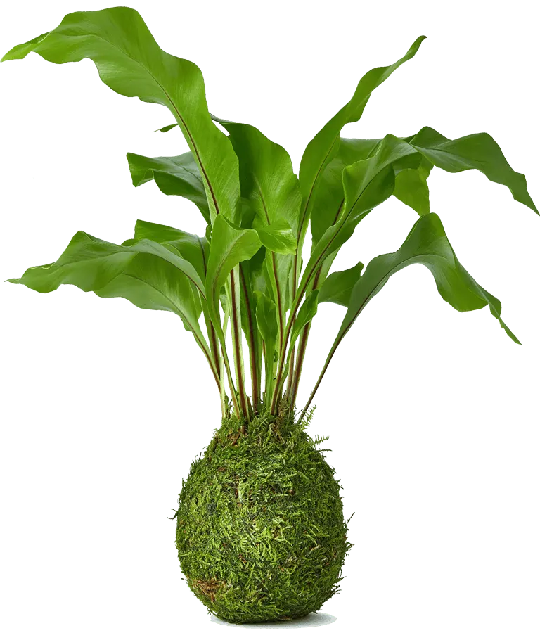 Bespoke home garden theme terrariums