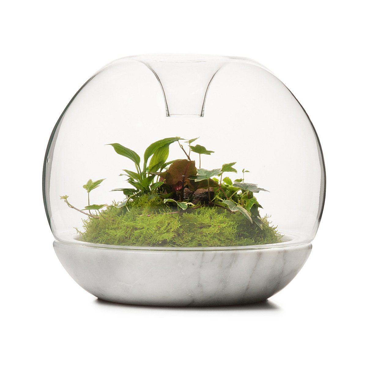 Marble Biodome Rainforest Terrarium