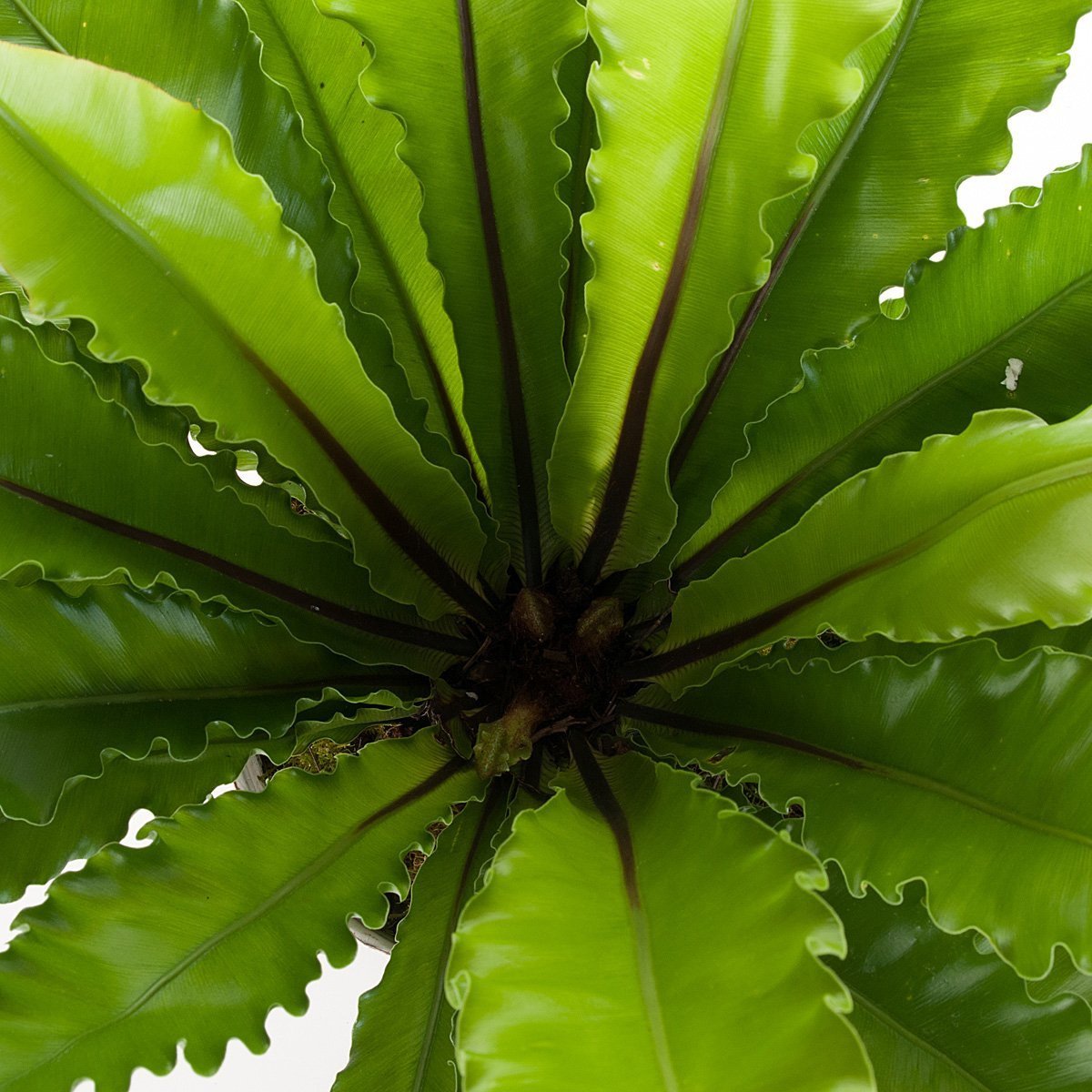 Birdsnest Beauty Planter