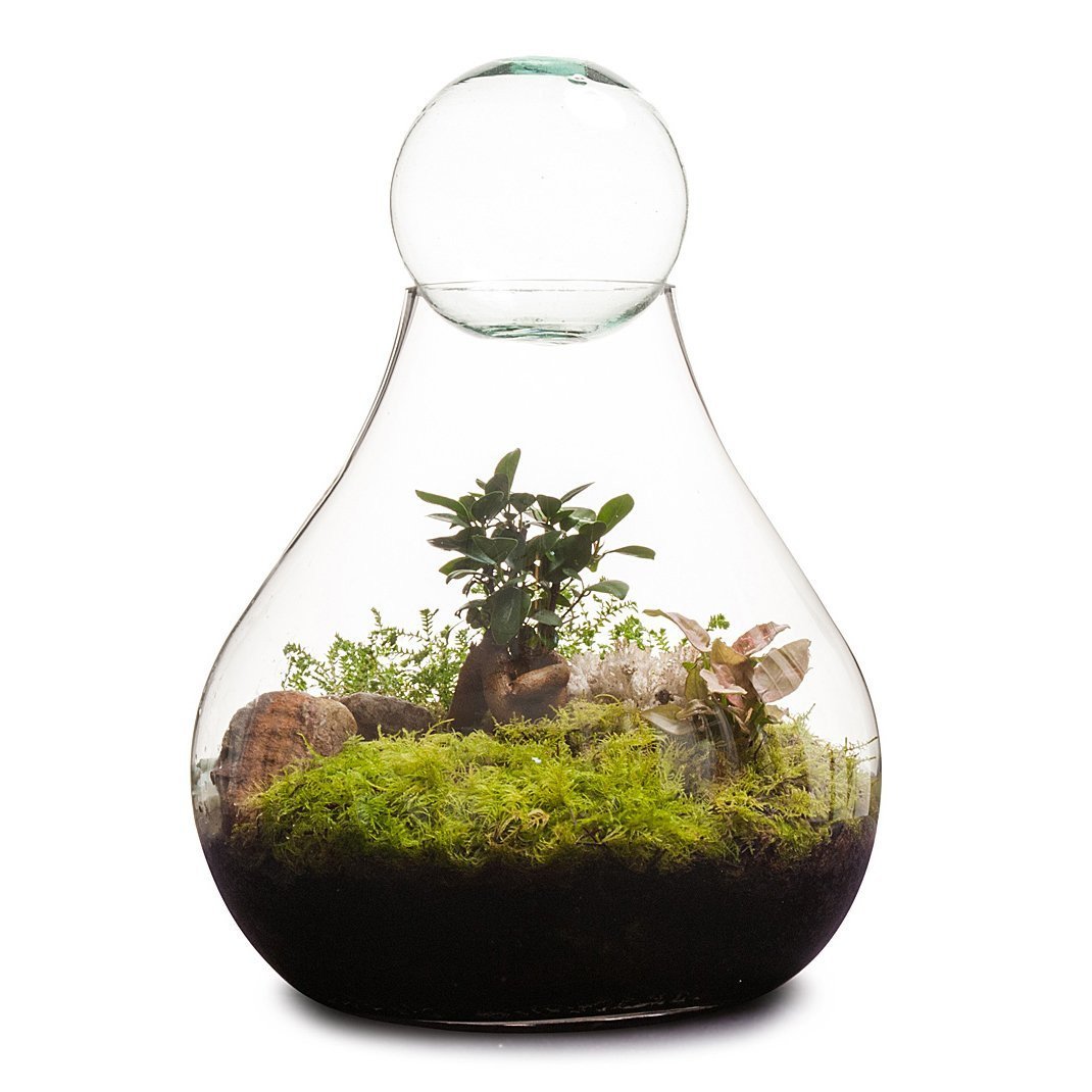 Bulb Terrarium