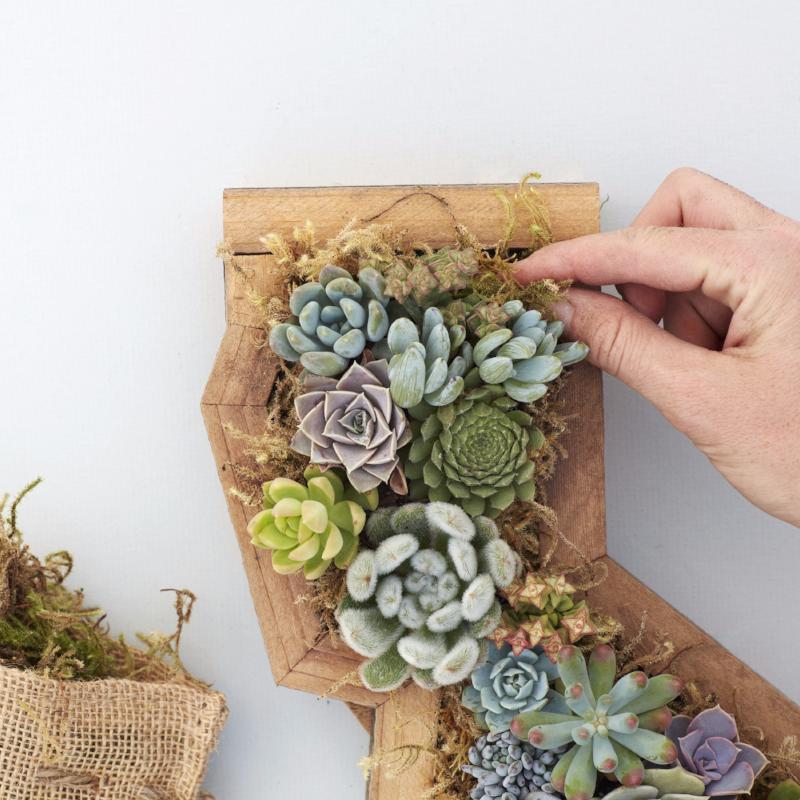 California Redwood Kit