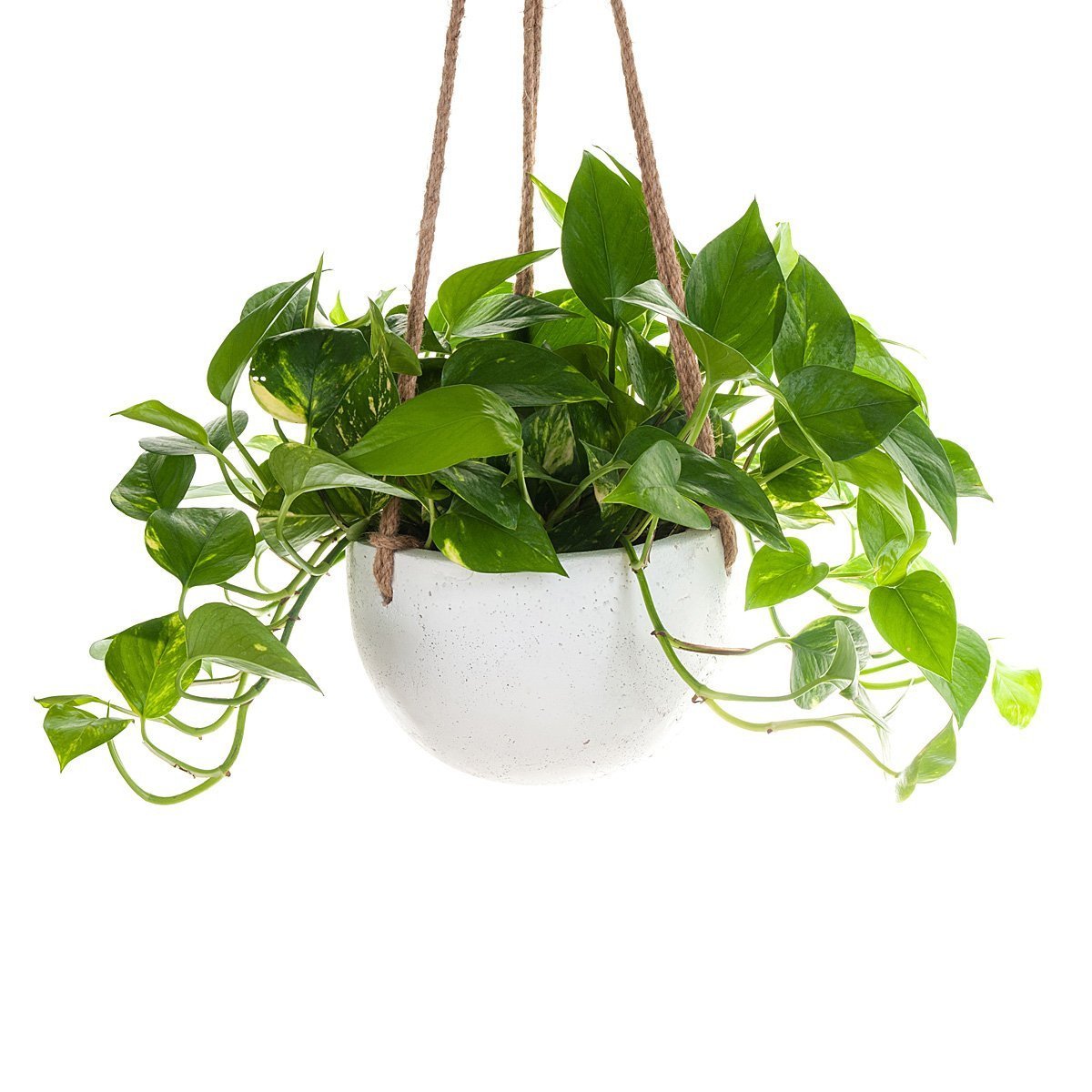 Devil's Ivy Concrete Hanging Planter