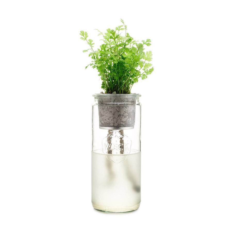 Cilantro Eco Planter