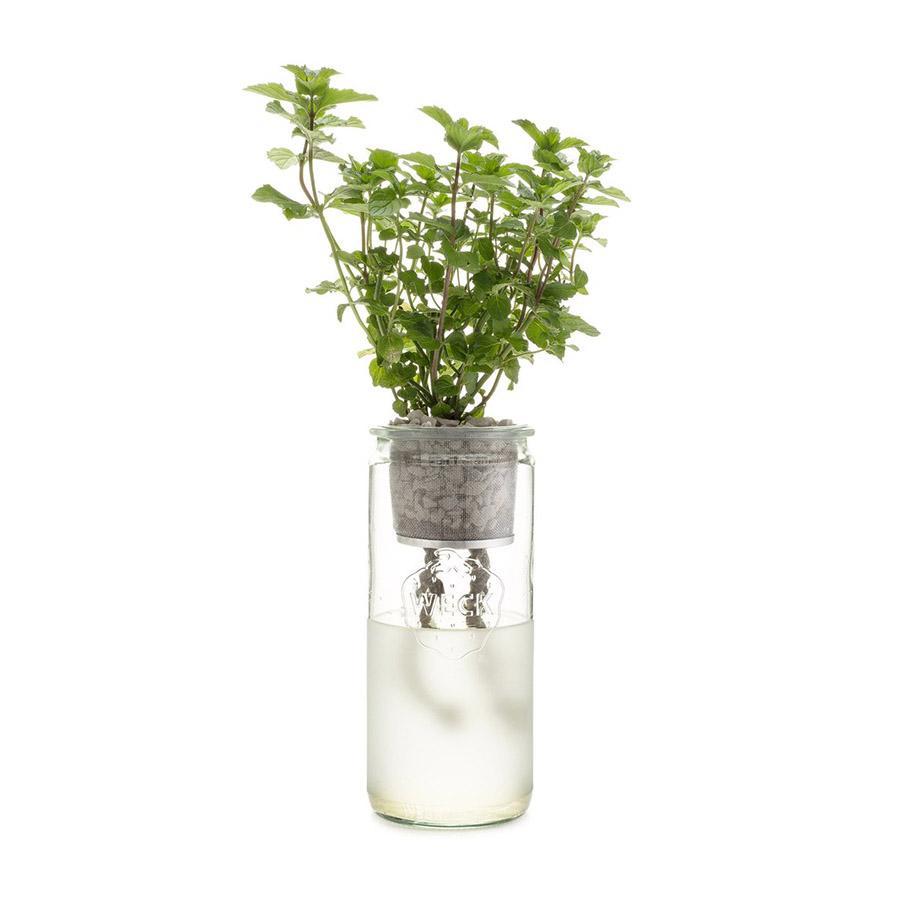 Mint Eco Planter Kit