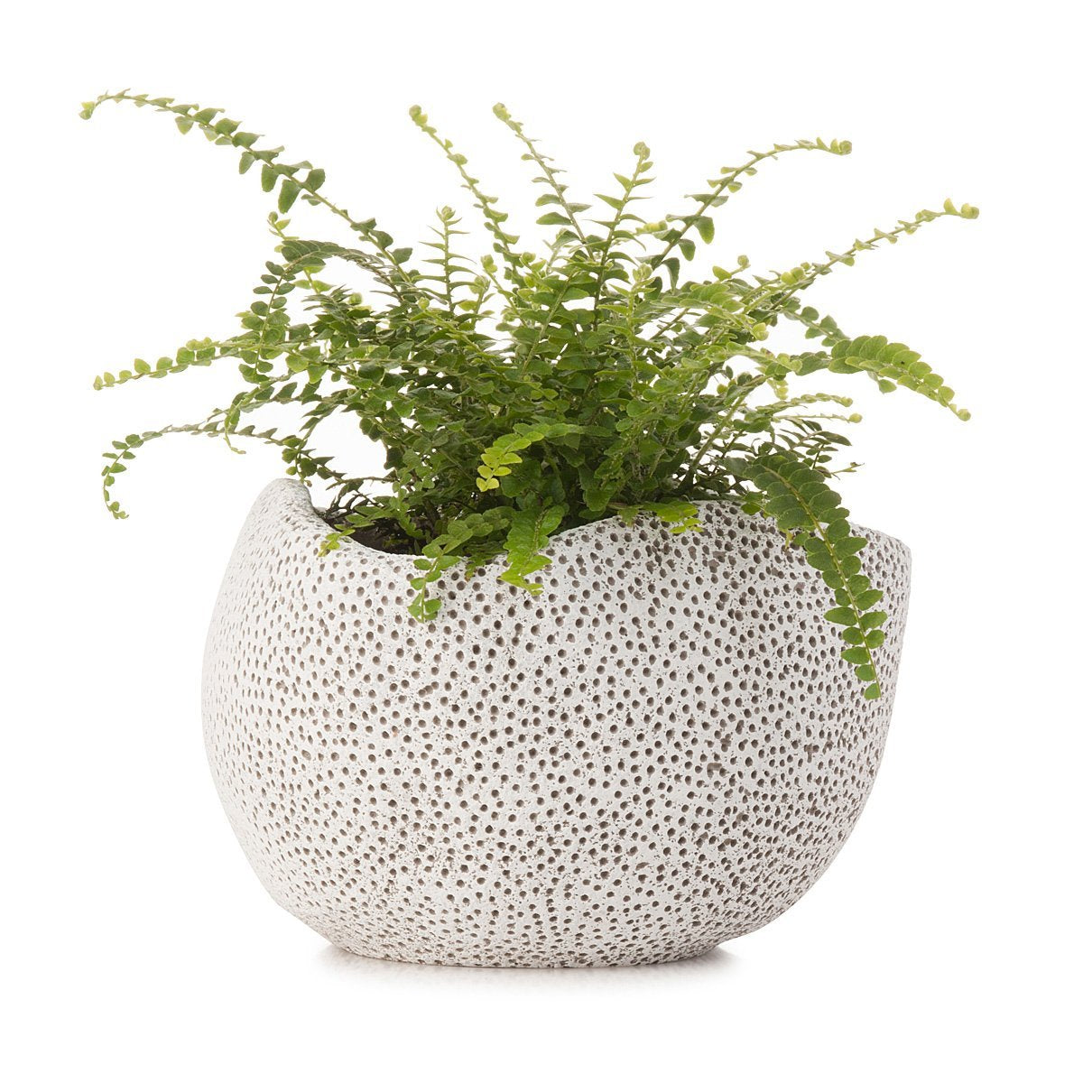 Fern Coral Planter