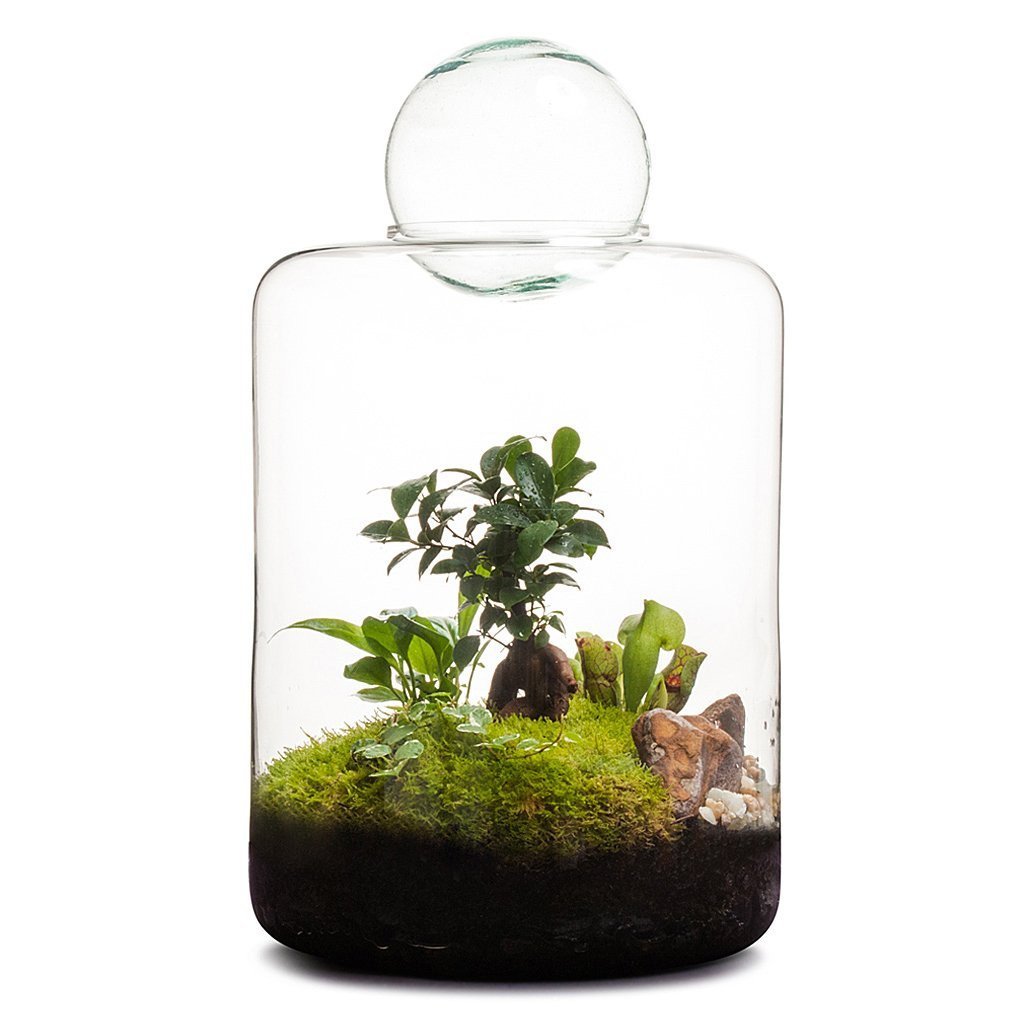 Garden of Eden Terrarium