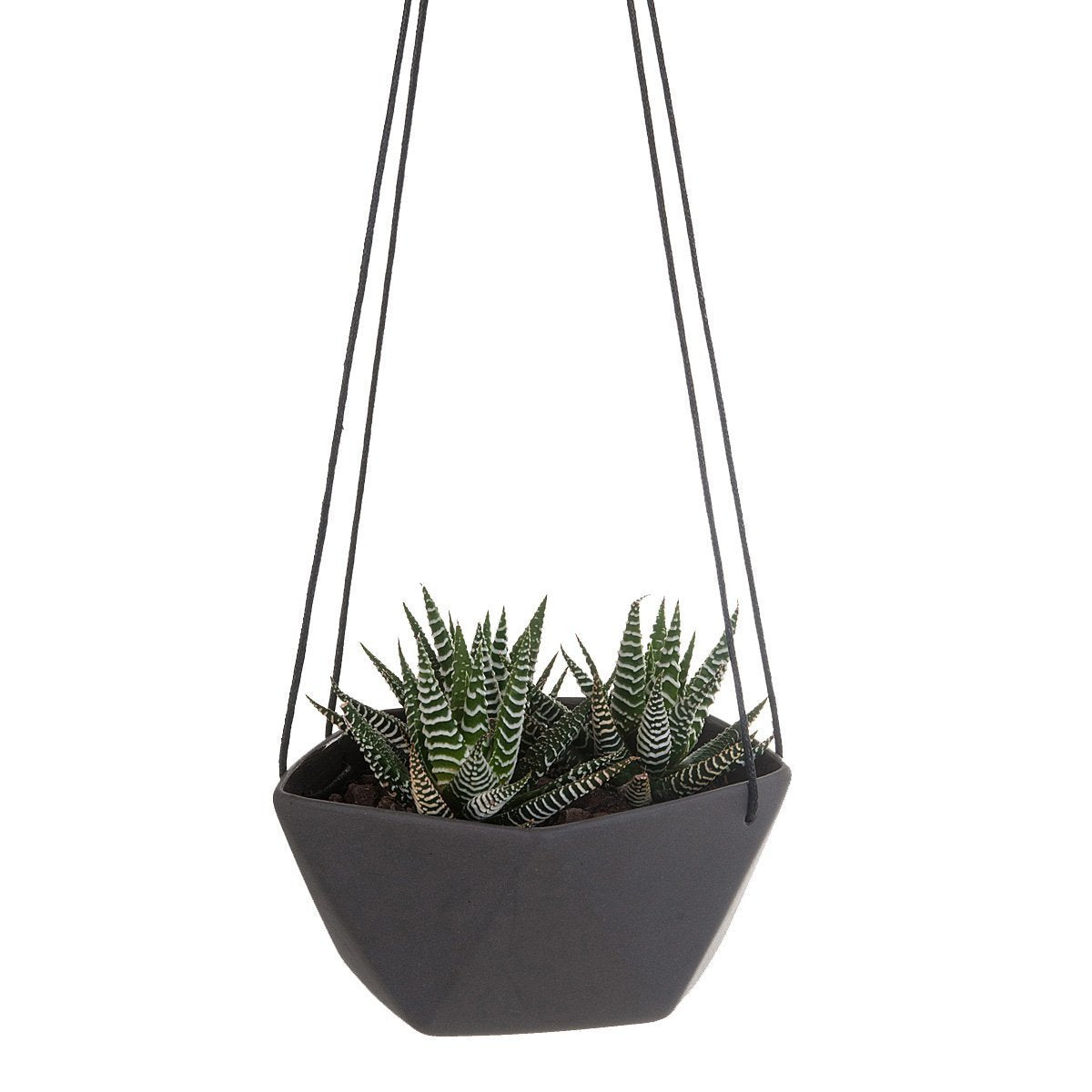 Geo Succulents Hanging Planter