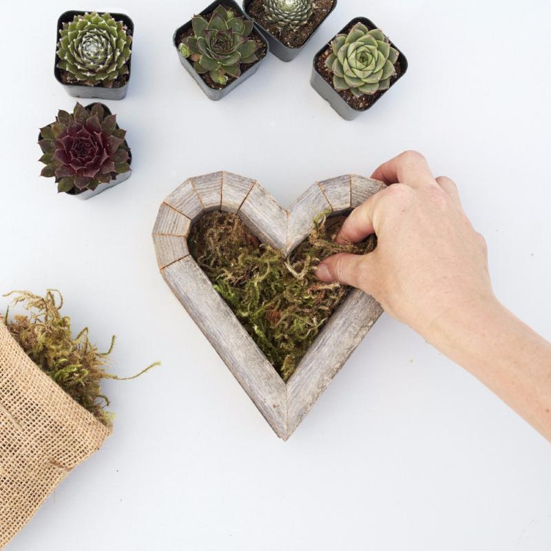 Succulent Heart Redwood Kit