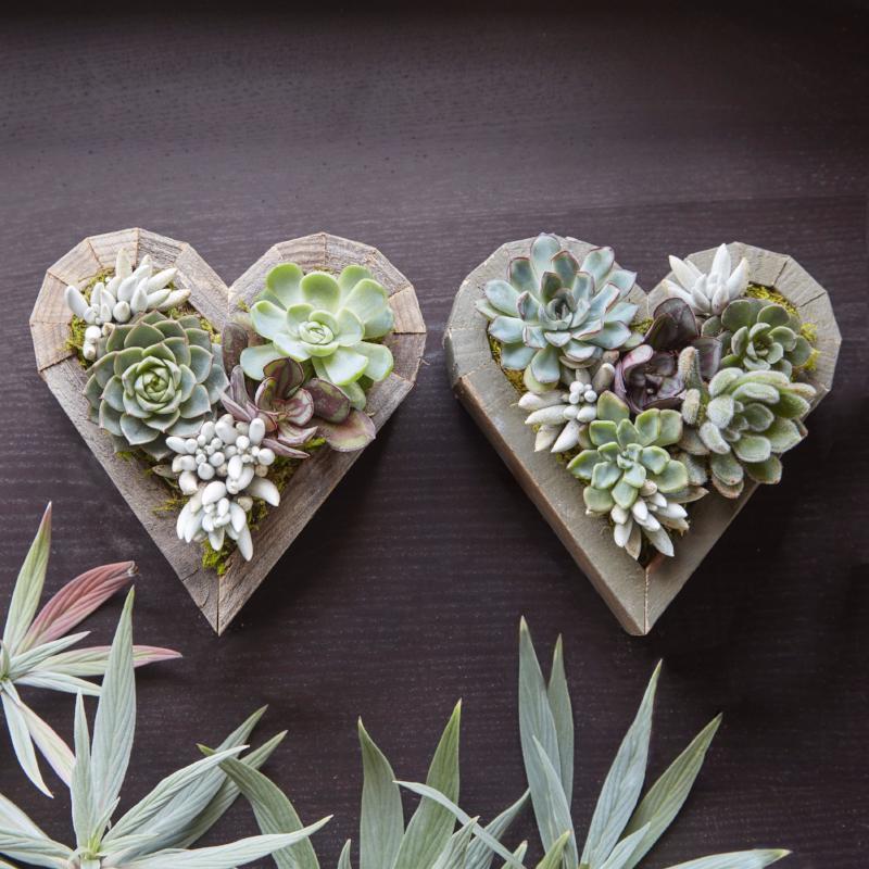 Succulent Heart Redwood Kit