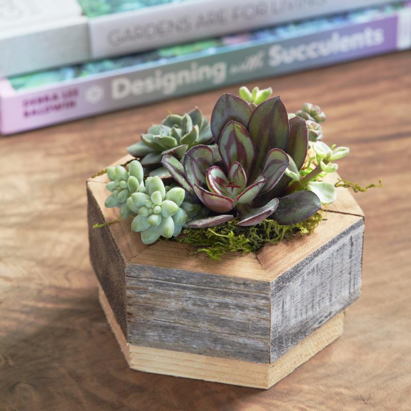 Succulent Hexagon Planter