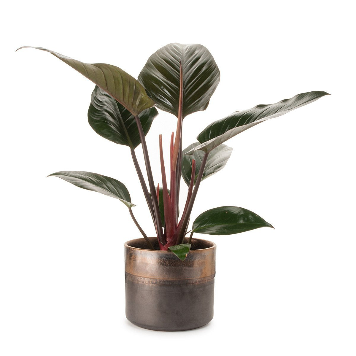 Philadendron Congo Bronze Planter
