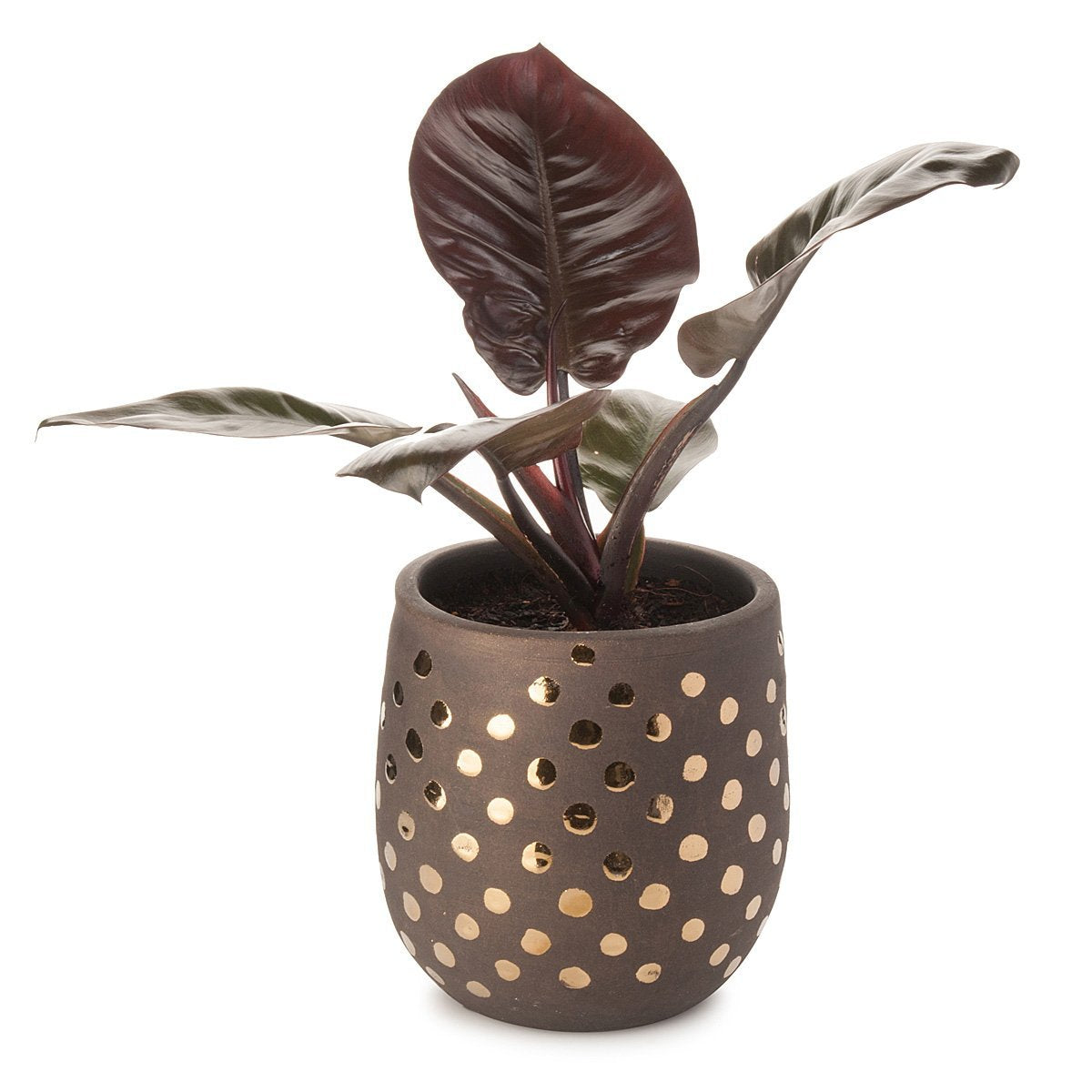 Gold Spots Planter