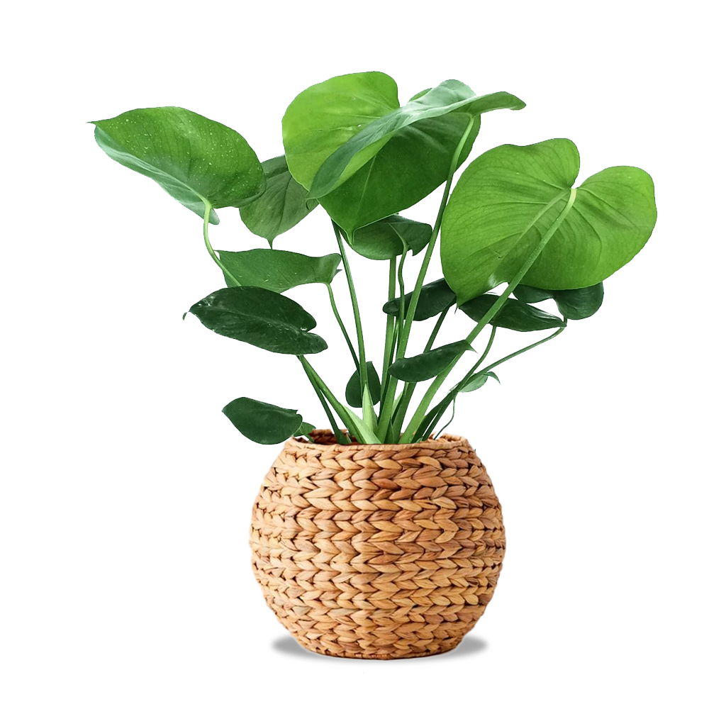 Monstera Deliciosa Planter
