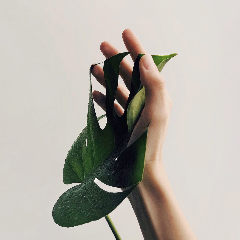 Monstera Deliciosa Planter