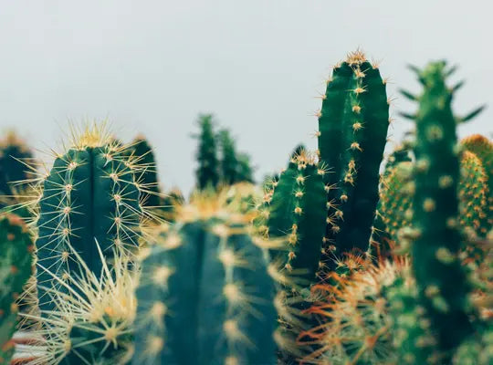 Product gallery candles 1