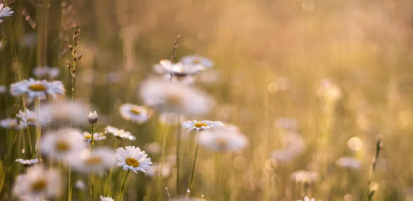 Product gallery candles 3