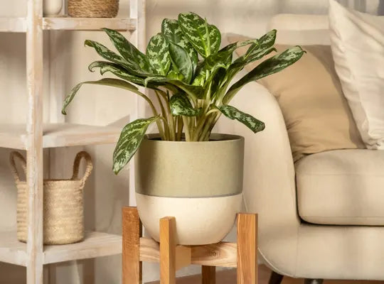 Product gallery planters 1