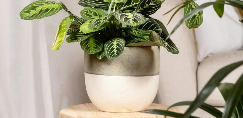 Product gallery planters 3