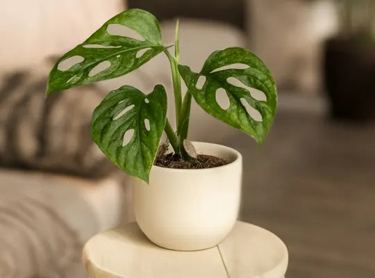 Product gallery planters 4