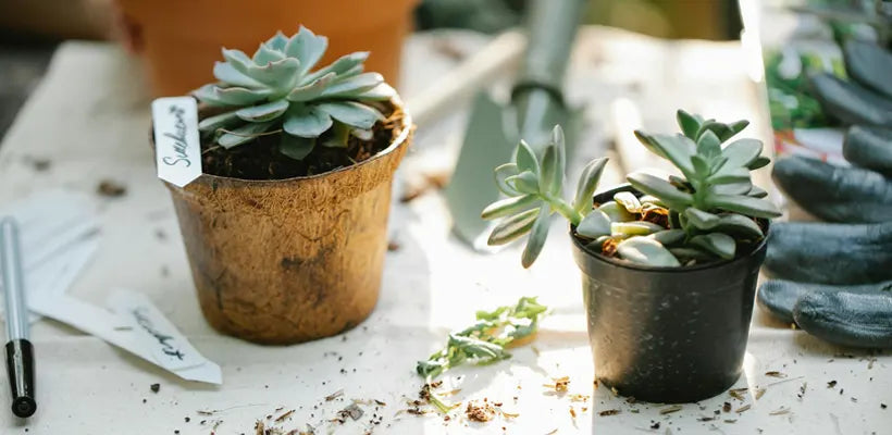 Product gallery succulent 2