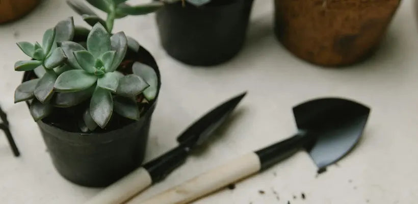 Product gallery succulent 3