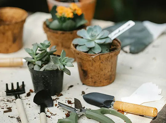 Product gallery succulent 4