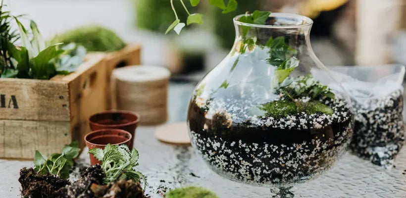 Product gallery terrarium 3