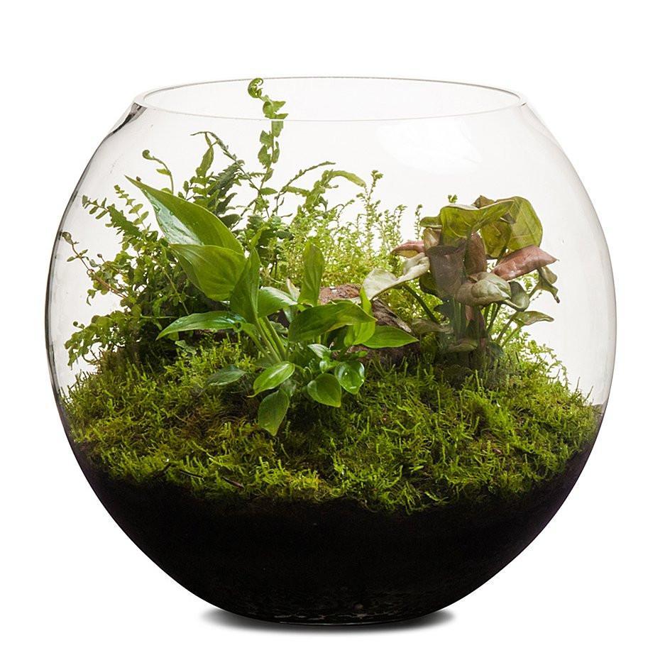 Revival Fishbowl Terrarium