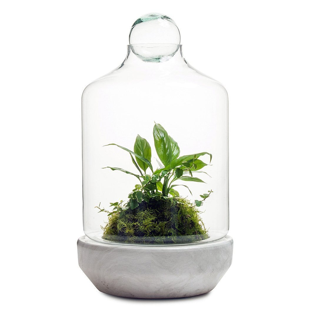San Jose Terrarium
