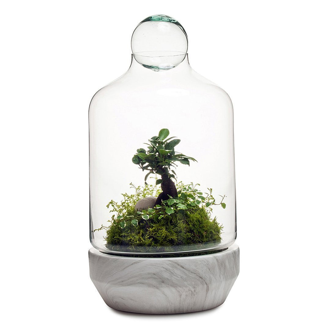 San Jose Terrarium