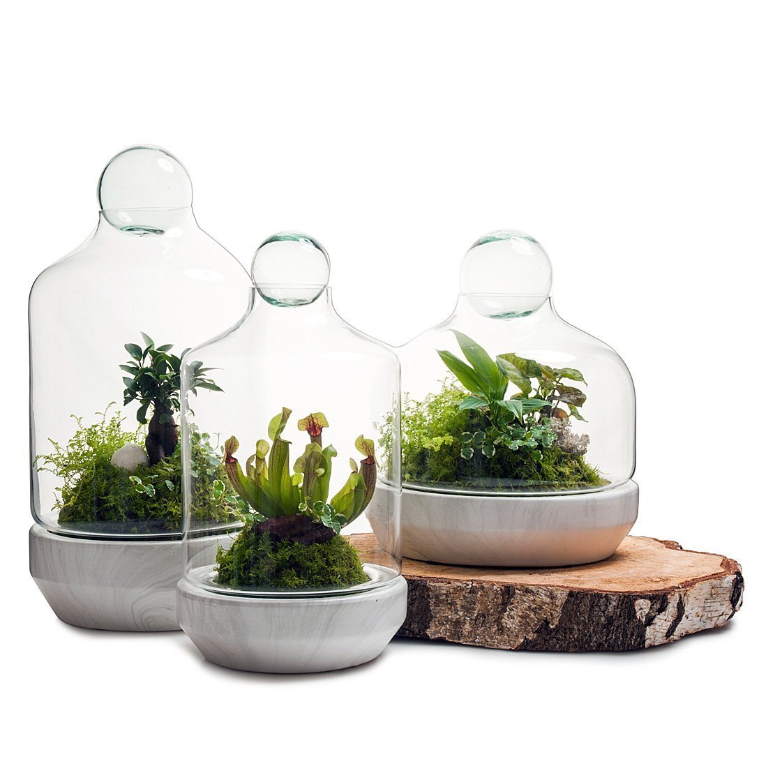 San Jose Terrarium