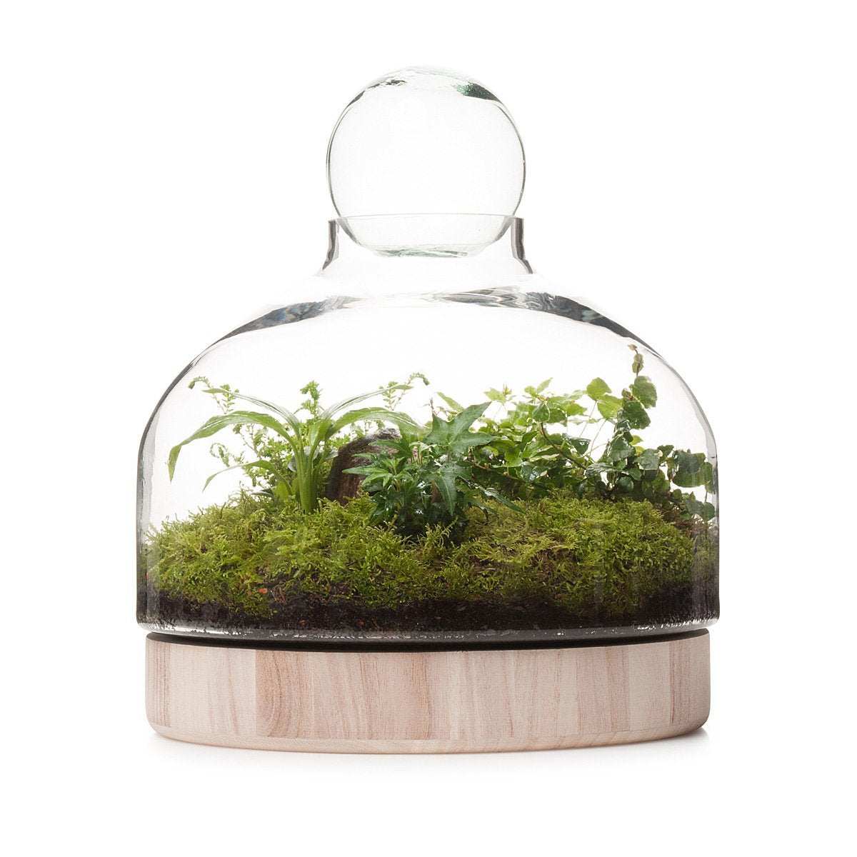 San Jose Wooden Terrarium