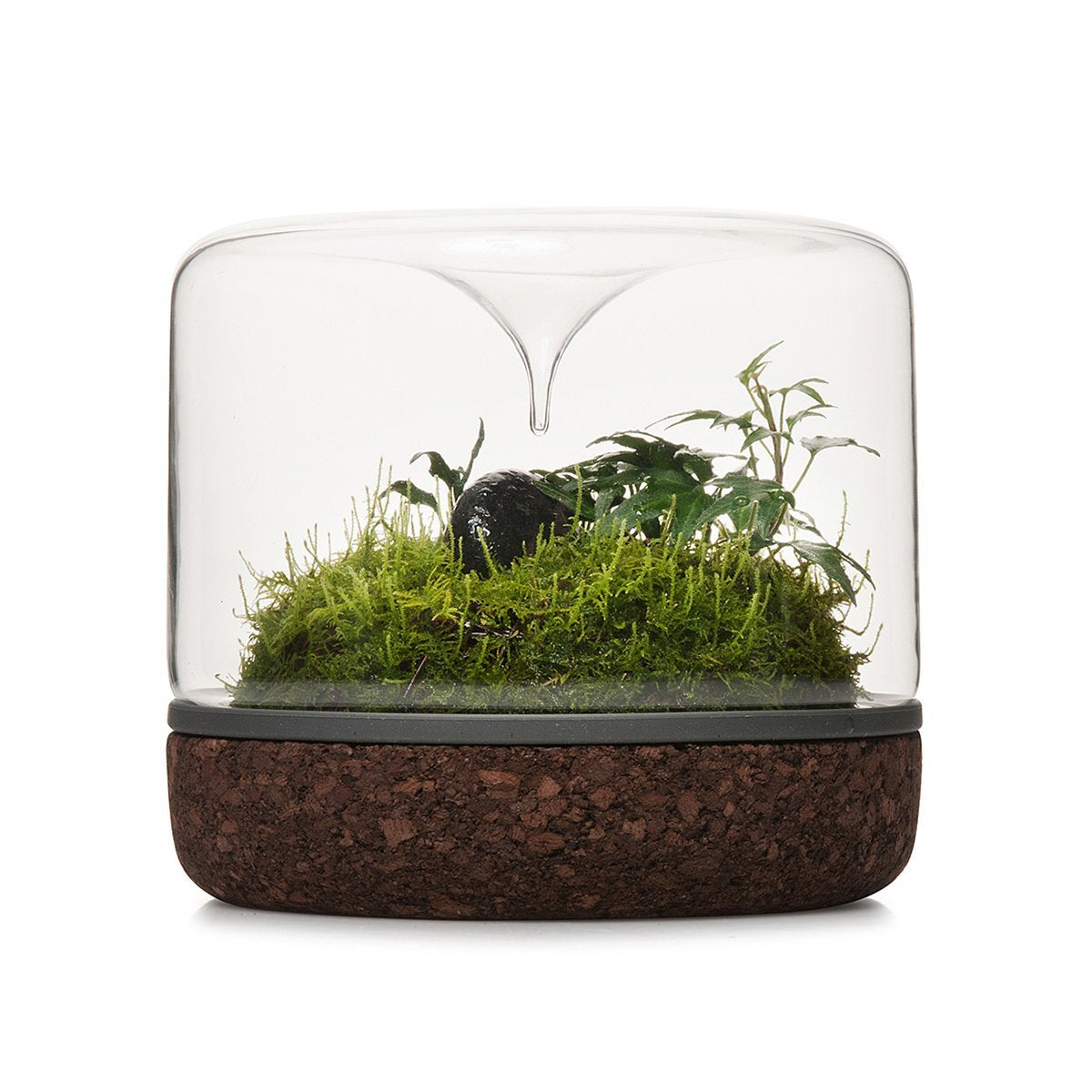 Sanctuary Rainforest Terrarium