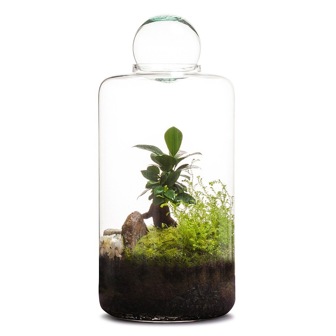 Small Capsule Terrarium