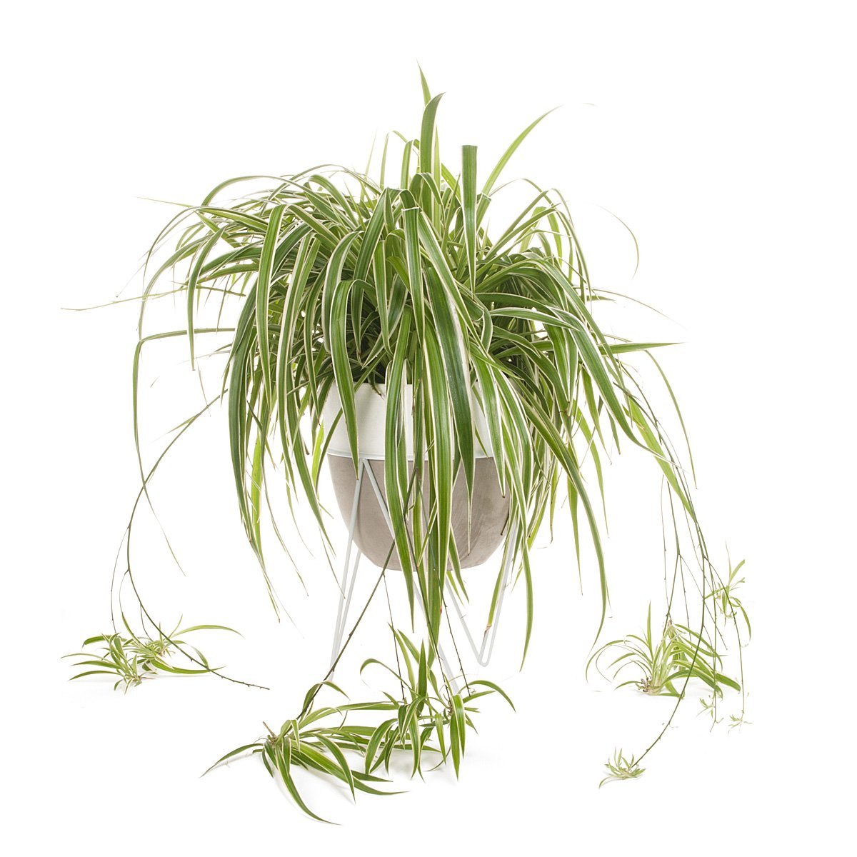 Spider Plant Concrete Planter With Stand