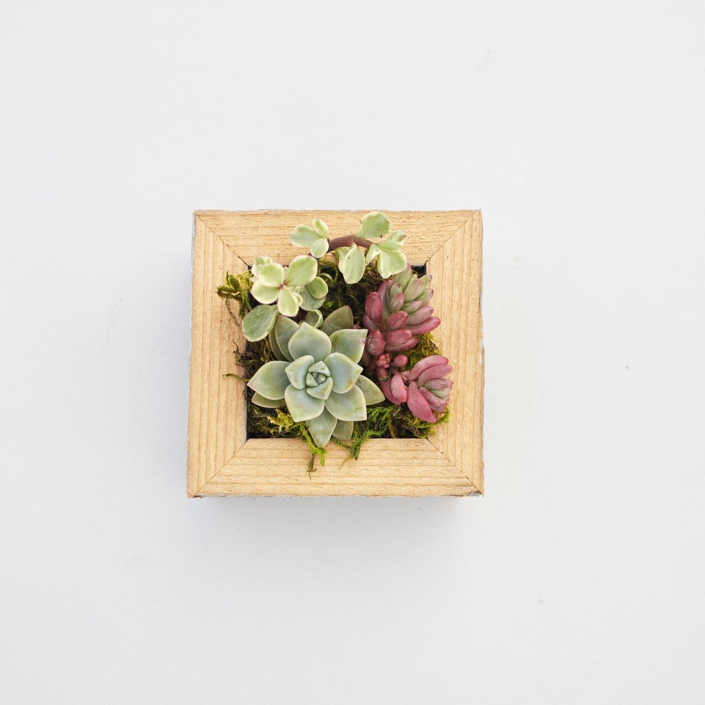 Succulent Planter Small