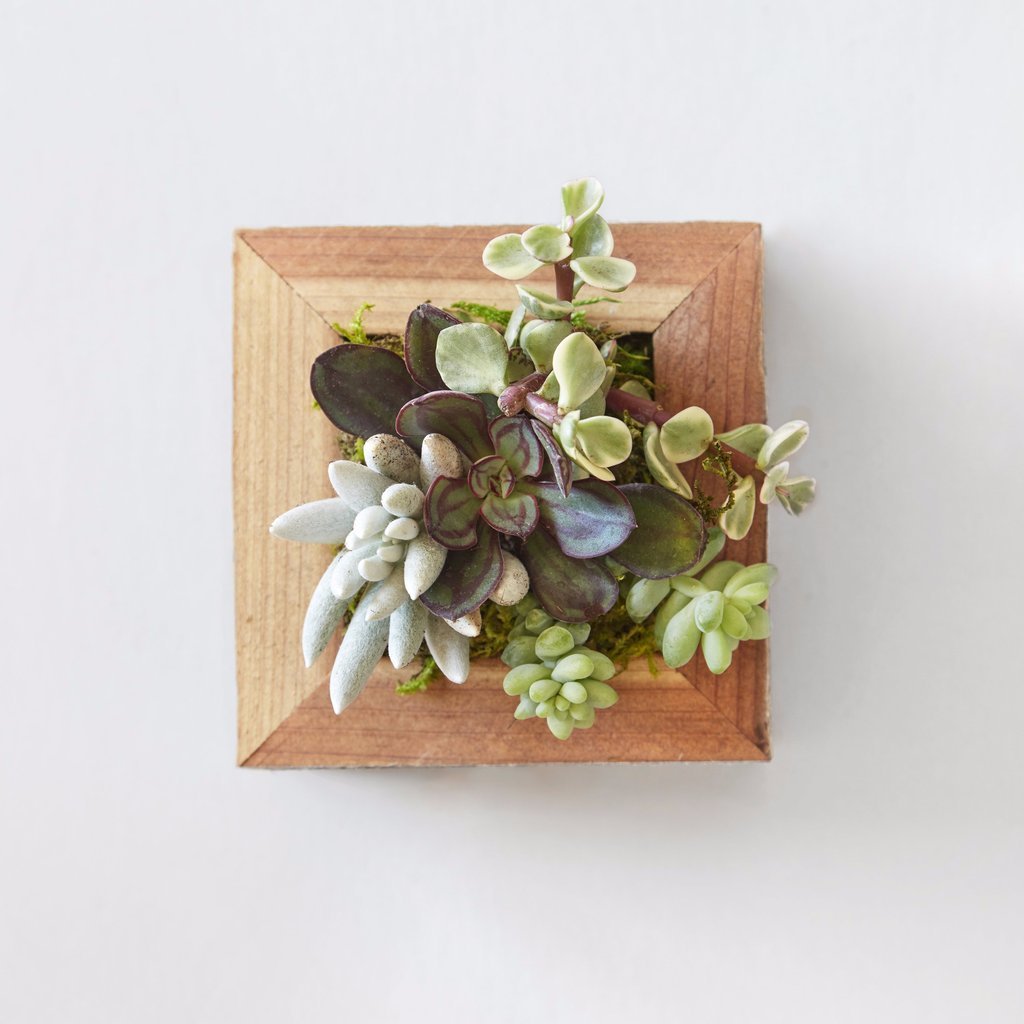 Succulent Planter Small